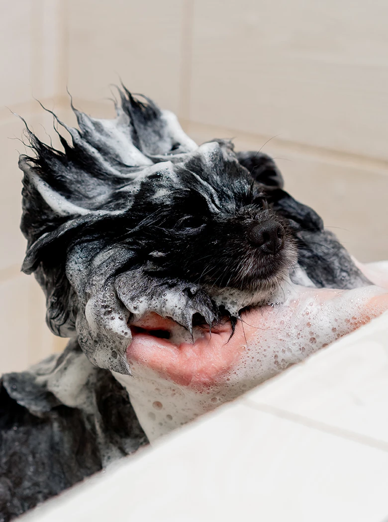 pet-shampoo-a
